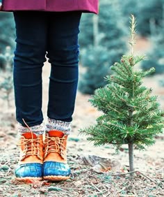 552 best christmas trees images on pinterest in 2018 christmas village green rockford il christmas trees