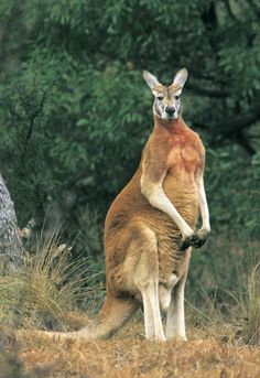 100 Ideas De Canguros Canguros Animales Marsupiales