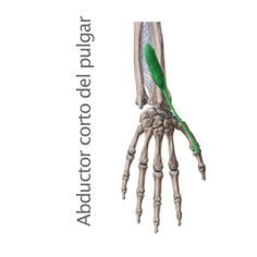 24 Ideas De Musculo Musculos Músculos Del Cuerpo Humano Musculos Del Cuerpo