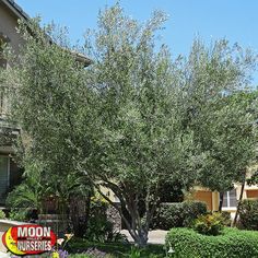61 Best Trees Images On Pinterest In 2018 Bauerhöfe Birnenbäume Fruitless Olive Another Tree I Like The Look Of Leaves Are Such A