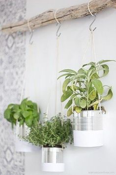 Je vous propose aujourd'hui un DIY concours : remportez la BOX et apprenez comment créer un jardin aromatique suspendu qui sublimera vos intérieurs ! #indoorherb #herbgarden #hangingplanters Diy, Plants, Hanging Plants, Hanging Herbs, Hanging Herb Garden, Garden Decor, Diy Garden Decor