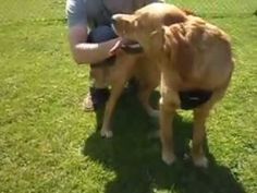 Labrador Retriever Puppies Bc Lab Puppy Meeting Her Two New