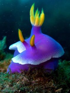 195 best sea slugs