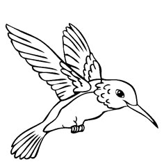 Color Book Humming Birds