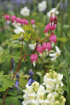 Melissa Wong Melissathewong Profile Pinterest