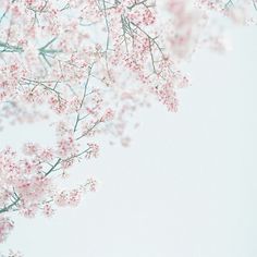 cherry tree yukiko nishimura wallpaper cherry tree blossom flower branch tat cherry tree yukiko nishimura wallpaper cherry tree blossom flower branch tat
