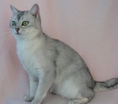 Pin By Selen Boyacigil On Mood Grey And White Cat Cute Cats White Cats