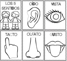130 Ideas De Los Cinco Sentidos Los Sentidos Para Niños Los Cinco Sentidos Los Cinco Sentidos En Preescolar