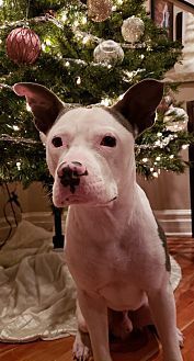 Pin On Pit Bull Terrier