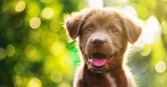 Dog Breeds Weighing Under Pounds Dog Breeds Weighing Under Pounds