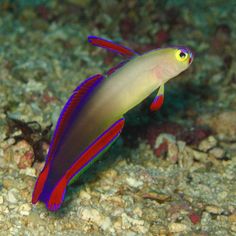 64 best fish saltwater
