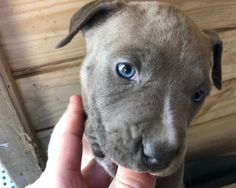 Udine Labrador Con Pedigree Cuccioli Col Miele Vendita Cuccioli