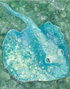 195 best manta rays
