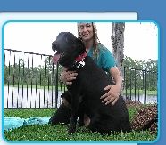 animal massage therapy animals animais animales animaux healing pets