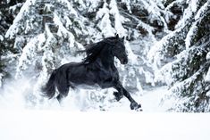 Image by Shutterstock Beautiful Black Friesian Horse Women/'s Tee
