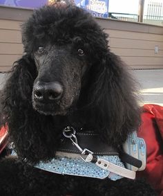 55 Best Amazing Service Dogs Images On Pinterest Doggies Meet Fancy Pants From Trained And Maintained Service Dogs Inc Standard Poodles Therapy