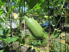 how to grow spaghetti squash gardens pinterest gardens grow spaghetti squash