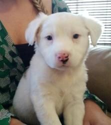 Australian Shepherd white puppy double merle | Dogs | Pinterest ... Australian Shepherd white puppy double merle | Dogs | Pinterest ...