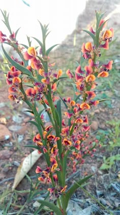 Pitchfork Projects Managing Gorse Ulex Europaeus A