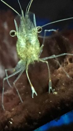 41 best ghost shrimp
