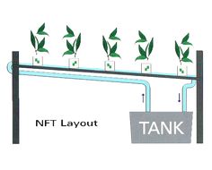 aquaponics 2011 – pagina 3 – belgisch nederlands aquaponics