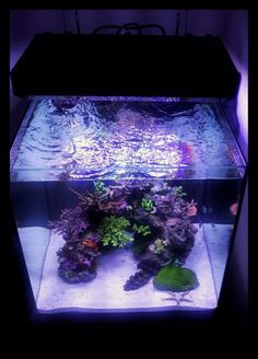 9 best reef images