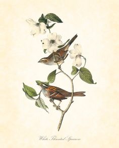 Vintage Bird Print White Throated Sparrow Audubon 8x10 Art Natural History Digital Collage Home Decor Vintage Bird Print White Throated Sparrow Audubon 8x10 Art Natural History Digital Collage Home Decor