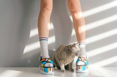 900 Ideas De Gatos En 2021 Gatos Mascotas Gatitos Lindos