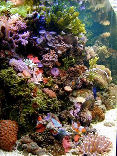 13 best saltwater aquariums