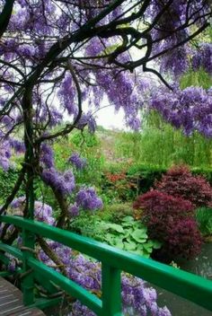 1 PLANT Jacaranda mimosifolia GLICINE VIOLET FLOWER garden rare no gardenia aloe