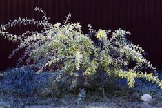 Dappled Willow Worth Pruning Tasks Iowa Gardener Magazine Enewsletter Michigan Gardening Gardening Magazines