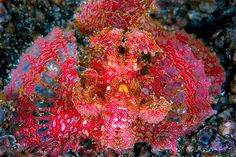 66 best rhinopias images