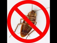 15 best Best Roach Killers images on Pinterest | Cockroach repellent ... 15 best Best Roach Killers images on Pinterest | Cockroach repellent ...
