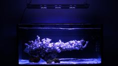 63 best reef t