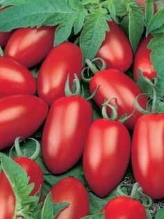 10 Samen Blueberry Tomate ertragreich kräftige Pflanzen