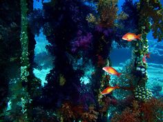 142 best red sea