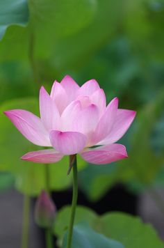 sideview of lotus flower sculpture pinterest lotus flower