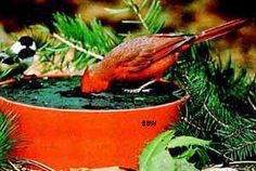 Happy Bird Corporation Wild Bird Super Solar Sipper White