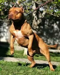 pitbull dog wallpaper http whatstrendingonline com pitbull dog