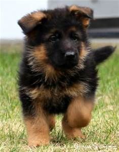 Two Sets Of Mug Rugs May 2015 Shepherd Puppies German