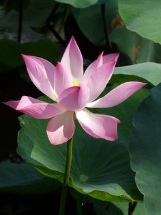 11 best lotus plant