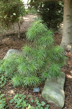 278 Best Dwarf Conifers Images On Pinterest In 2018 Trees And Mitsch Dwarf Umbrella Pine Sciadopitys Verticillata Select At Atlantic Avenue Orchid