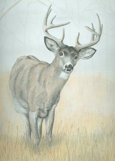 199 best deer sketches images deer sketch deer drawing deer pencil drawings