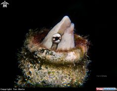 59 best blenny images
