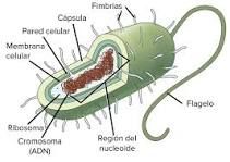 Las Células Procariotas Son Las Unidades Básicas De Algunos Seres Vivos Como Algunas Bacterias Son Células Procariotas Maquetas De Celulas Celula Eucariota
