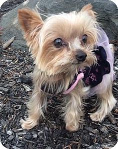 154 Best Yorkies Who Needs A Home Images Yorkie Yorkshire 154 Best Yorkies Who Needs A Home