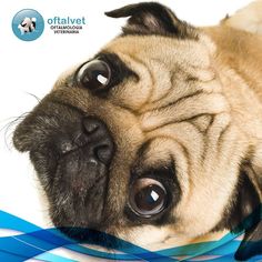 11 Ideas De Cuidados De Los Perros Perros Cuidado Con El Perro Veterinaria