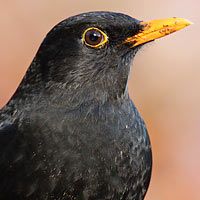 So Konnen Sie Schwalben Helfen Nabu In 2020 Vogel Im Garten Vogel Erkennen Schwalbe