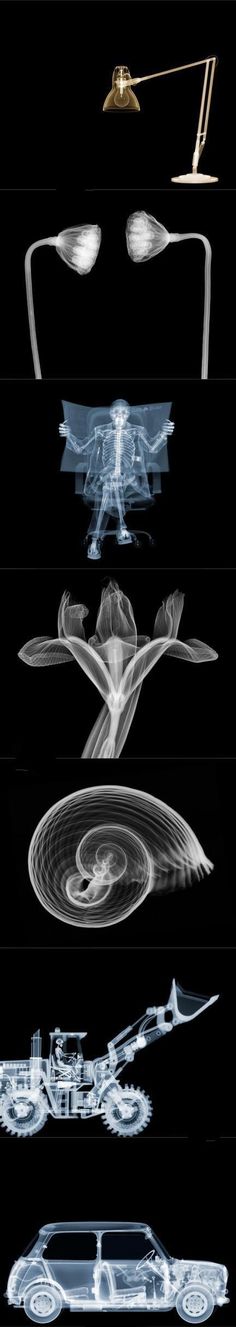 99 best x rays images on pinterest radiology veterinary medicine x rays
