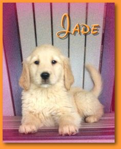 Puppies For Sale That Doggy in the Window That Doggy